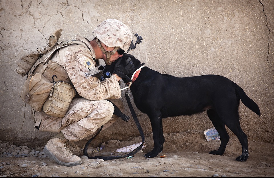 America's VetDogs offer free service dogs to our military and